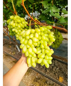 Виноград Арарат | Купить виноград Арарат фото 86