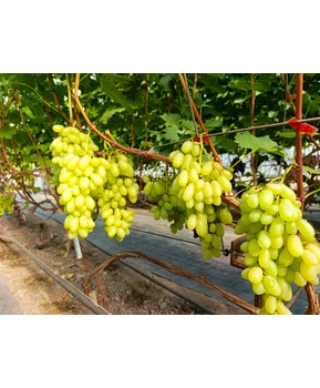 Виноград Арарат | Купить виноград Арарат фото 92