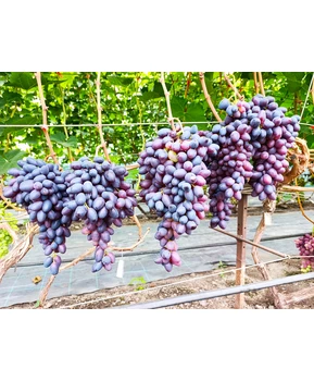 Виноград Близнец | Купить виноград Близнец фото 41