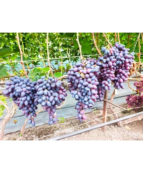 Виноград Близнец | Купить виноград Близнец фото 63