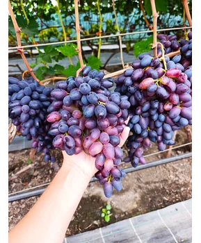 Виноград Близнец | Купить виноград Близнец фото 71