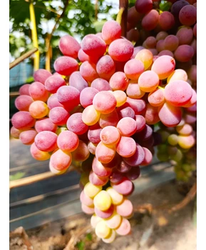 Виноград Джек салют | Купить виноград Джек салют фото 37