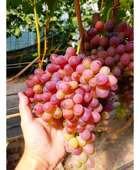 Виноград Джек салют | Купить виноград Джек салют фото 41