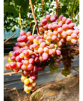 Виноград Джек салют | Купить виноград Джек салют фото 54