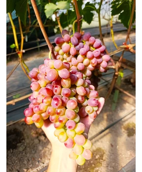 Виноград Джек салют | Купить виноград Джек салют фото 71