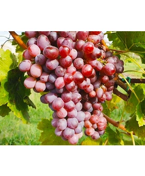 Виноград Джек салют | Купить виноград Джек салют фото 86