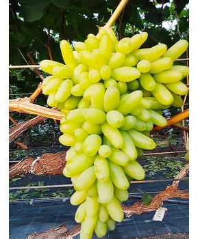 Виноград Ламборджини | Купить виноград Ламборджини фото 16