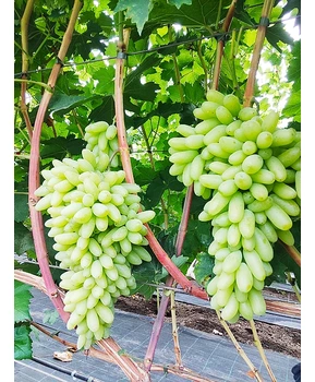 Виноград Ламборджини | Купить виноград Ламборджини фото 31