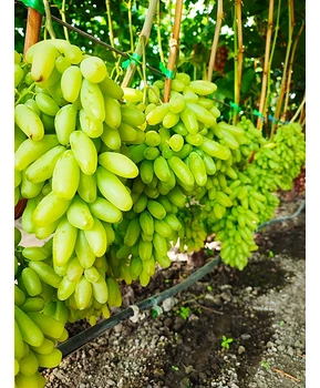 Виноград Ламборджини | Купить виноград Ламборджини фото 53