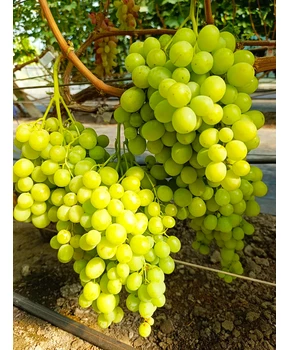 Кликните для увеличения изображения Виноград Солодкій Світ (Свит глоуб)  | Купить виноград Солодкій Світ фото 37