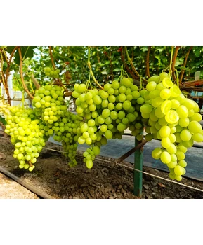 Кликните для увеличения изображения Виноград Солодкій Світ (Свит глоуб)  | Купить виноград Солодкій Світ фото 41