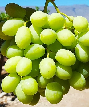 Кликните для увеличения изображения Виноград Солодкій Світ (Свит глоуб)  | Купить виноград Солодкій Світ фото 54