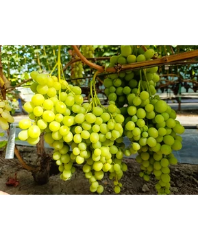 Виноград Сладкий мир (Свит глоуб)  | Купить виноград Сладкий мир фото 63