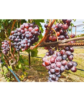 Виноград Удачный | Купить виноград Удачный фото 16