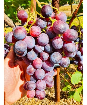 Виноград Удачный | Купить виноград Удачный фото 11