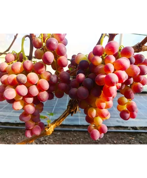 Виноград Удачный | Купить виноград Удачный фото 54