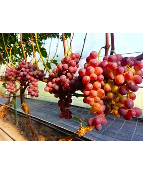 Виноград Удачный | Купить виноград Удачный фото 63