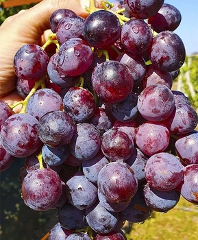 Виноград Удачный | Купить виноград Удачный фото 71