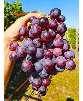 Виноград Удачный | Купить виноград Удачный фото 86