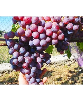 Виноград Удачный | Купить виноград Удачный фото 92