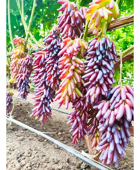 Виноград Хэллоуин | Купить виноград Хэллоуин фото 16