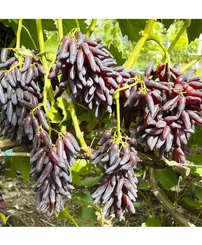 Виноград Хэллоуин | Купить виноград Хэллоуин фото 11