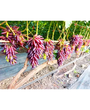 Виноград Хэллоуин | Купить виноград Хэллоуин фото 31