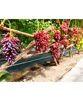 Виноград Хэллоуин | Купить виноград Хэллоуин фото 53