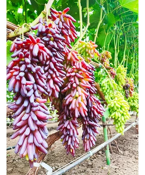 Виноград Хэллоуин | Купить виноград Хэллоуин фото 92