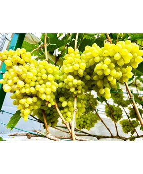 Виноград Цимус | Купить виноград Цимус фото 28