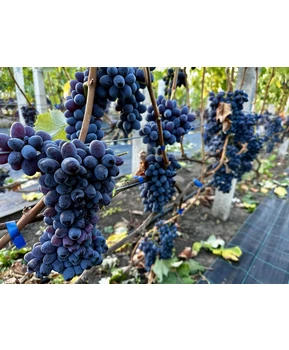 Виноград Ютал | Купить виноград Ютал фото 16