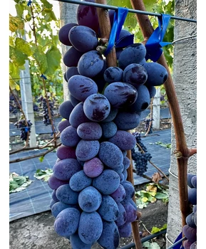 Виноград Ютал | Купить виноград Ютал фото 63