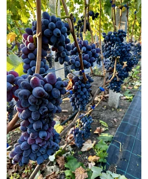 Виноград Ютал | Купить виноград Ютал фото 71