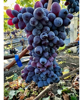 Виноград Ютал | Купить виноград Ютал фото 86