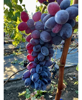 Виноград Ютал | Купить виноград Ютал фото 92