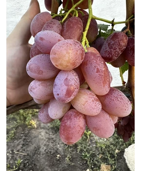 Виноград Минор | Купить виноград Минор фото 16