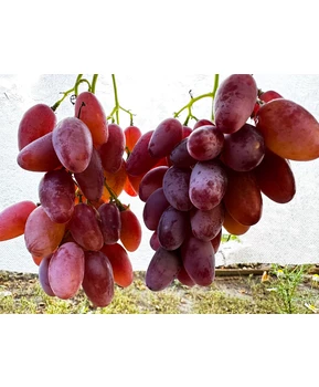 Виноград Минор | Купить виноград Минор фото 11