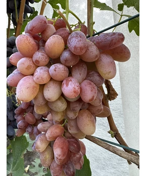 Виноград Минор | Купить виноград Минор фото 31