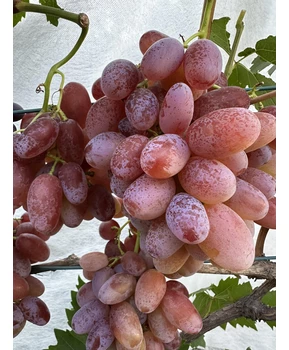Виноград Минор | Купить виноград Минор фото 53