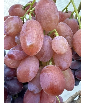 Виноград Минор | Купить виноград Минор фото 92