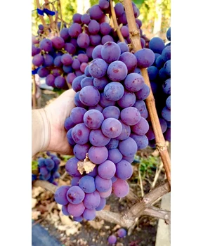 Виноград Рыночный (Ред Глоуб) | Купить виноград Рыночный (Ред Глоуб) фото 53