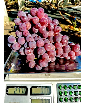 Виноград Рыночный (Ред Глоуб) | Купить виноград Рыночный (Ред Глоуб) фото 15