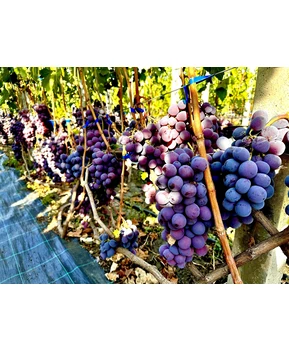 Виноград Рыночный (Ред Глоуб) | Купить виноград Рыночный (Ред Глоуб) фото 22