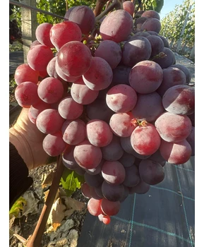 Виноград Рыночный (Ред Глоуб) | Купить виноград Рыночный (Ред Глоуб) фото 28