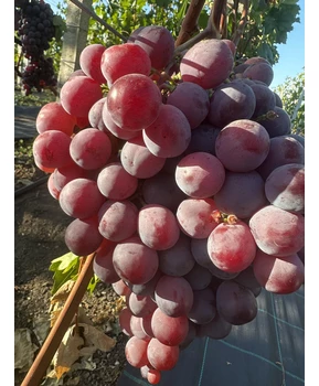 Виноград Рыночный (Ред Глоуб) | Купить виноград Рыночный (Ред Глоуб) фото 20