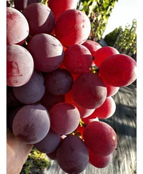Виноград Рыночный (Ред Глоуб) | Купить виноград Рыночный (Ред Глоуб) фото 32