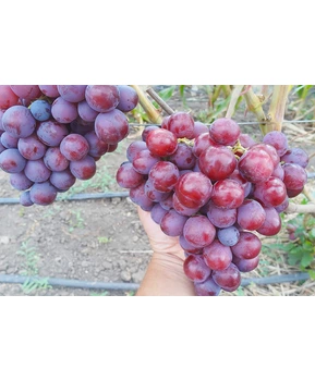 Виноград Альянс | Купить виноград Альянс фото 71