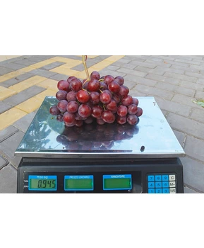 Виноград Альянс | Купить виноград Альянс фото 86