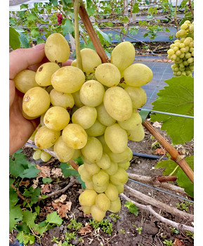 Виноград Дарья | Купить виноград Дарья фото 14