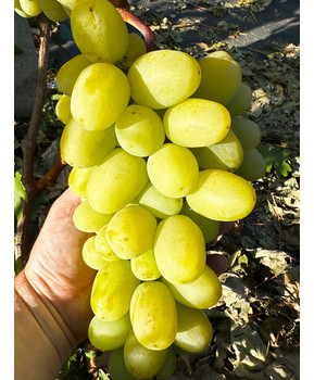 Виноград Дарья | Купить виноград Дарья фото 37